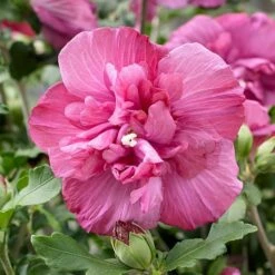 Hibiscus Syriacus Magenta Chiffon ('Rwoods5') (PBR) (Chiffon Series) 11 Hibiscus Syriacus Magenta Chiffon ('Rwoods5') (PBR) (Chiffon Series) -plant store pl2000020989 card4 lg