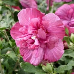 Hibiscus Syriacus Magenta Chiffon ('Rwoods5') (PBR) (Chiffon Series) 12 Hibiscus Syriacus Magenta Chiffon ('Rwoods5') (PBR) (Chiffon Series) -plant store pl2000020989 card5 lg