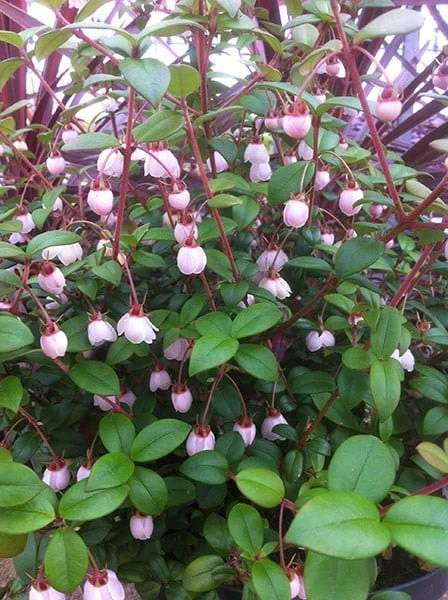 Ugni Molinae KaPow ('Yanpow') 4 Ugni Molinae KaPow ('Yanpow') - Image 2