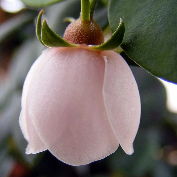 Ugni Molinae KaPow ('Yanpow') 6 Ugni Molinae KaPow ('Yanpow') - Image 4