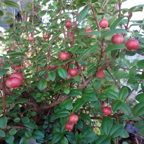 Ugni Molinae KaPow ('Yanpow') 7 Ugni Molinae KaPow ('Yanpow') - Image 5