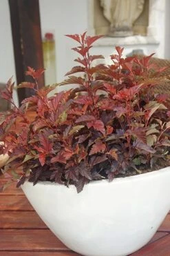 Physocarpus Opulifolius Little Angel ('Hoogi016') (PBR) -plant store pl2000021013 card2 lg