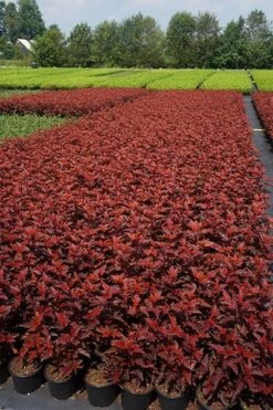 Physocarpus Opulifolius Little Angel ('Hoogi016') (PBR) -plant store pl2000021013 card6 lg