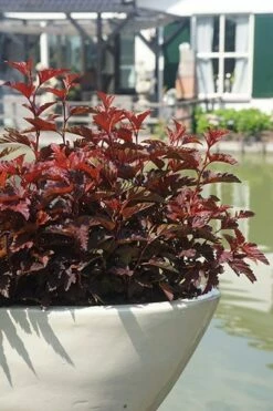 Physocarpus Opulifolius Little Angel ('Hoogi016') (PBR) -plant store pl2000021013 card7 lg