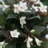 Weigela Ebony And Ivory ('Velda') (PBR) 1 Weigela Ebony And Ivory ('Velda') (PBR) -plant store pl2000021015