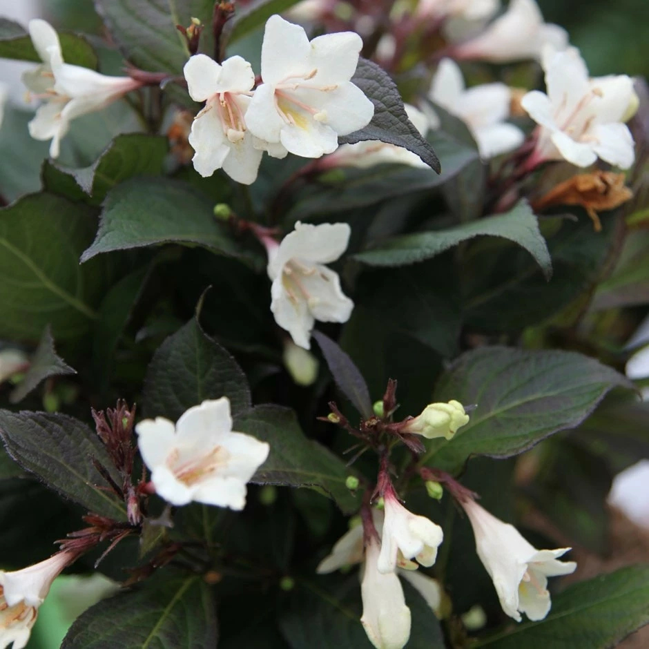 Weigela Ebony And Ivory ('Velda') (PBR) 3 Weigela Ebony And Ivory ('Velda') (PBR)