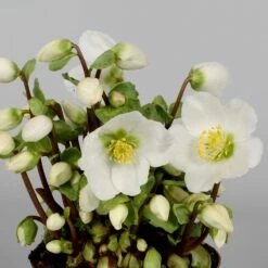 Helleborus 'Verboom Beauty'