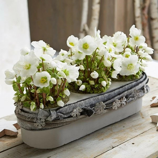 Helleborus 'Verboom Beauty' 4 Helleborus 'Verboom Beauty' - Image 2