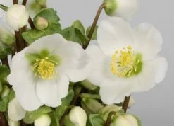 Helleborus 'Verboom Beauty' 7 Helleborus 'Verboom Beauty' -plant store pl2000021032 card3 lg