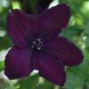 Clematis 'Dark Eyes' -plant store pl2000021231