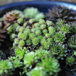 Sempervivum Collection