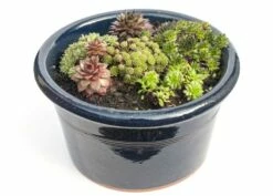 Sempervivum Collection -plant store pl2000021304 card3 lg