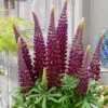 Lupinus 'Masterpiece' (PBR) 2 Lupinus 'Masterpiece' (PBR) -plant store pl2000021318