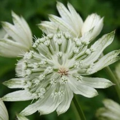 Astrantia Major 'Large White'