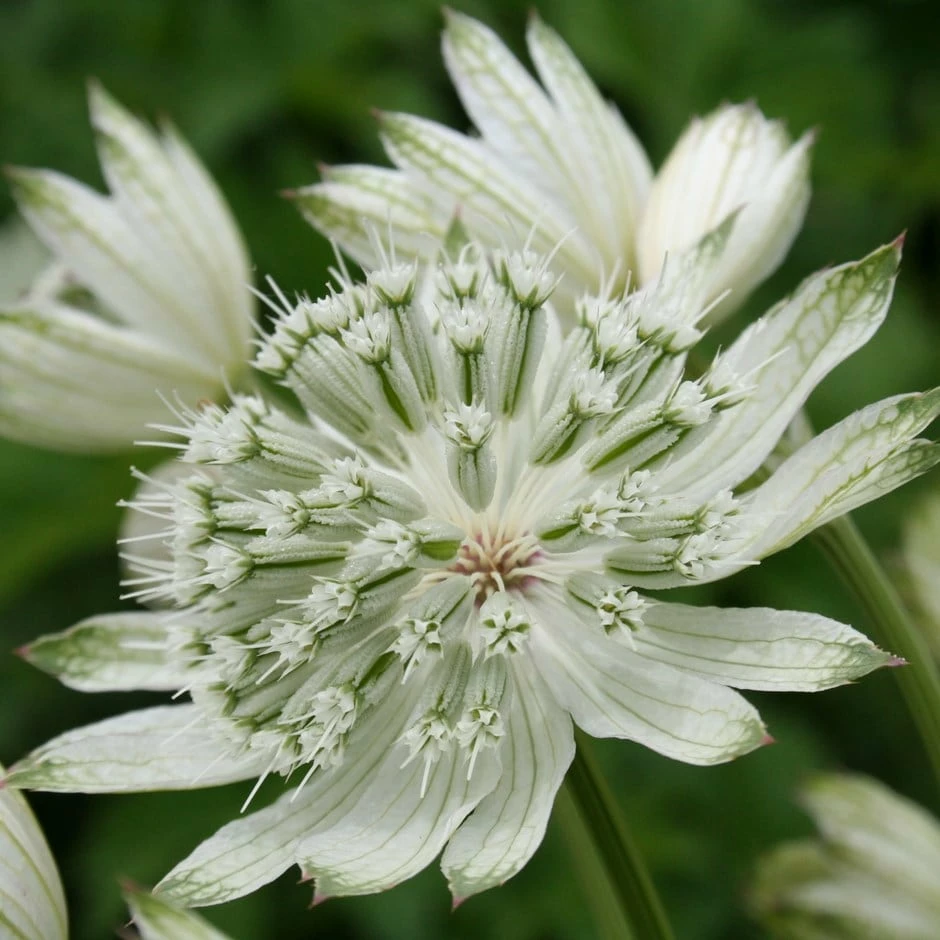 Astrantia Major 'Large White' 3 Astrantia Major 'Large White'