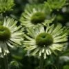 Echinacea 'Green Jewel' (PBR) 1 Echinacea 'Green Jewel' (PBR) -plant store pl2000021331