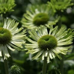 Echinacea 'Green Jewel' (PBR)