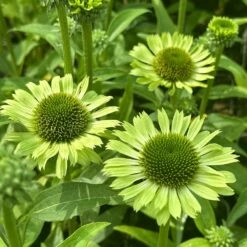 Echinacea 'Green Jewel' (PBR) -plant store pl2000021331 card3 lg