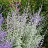 Perovskia Silvery Blue ('Lissvery') (PBR) 2 Perovskia Silvery Blue ('Lissvery') (PBR) -plant store pl2000021460