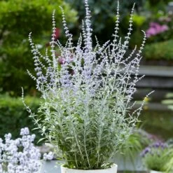 Perovskia Silvery Blue ('Lissvery') (PBR) -plant store pl2000021460 card3 lg