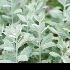 Perovskia Silvery Blue ('Lissvery') (PBR) -plant store pl2000021460 card4 lg