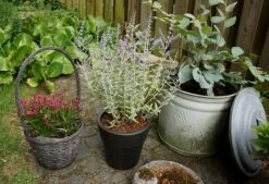 Perovskia Silvery Blue ('Lissvery') (PBR) -plant store pl2000021460 card6 lg