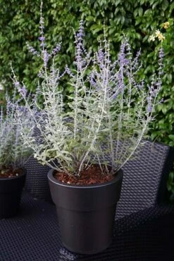 Perovskia Silvery Blue ('Lissvery') (PBR) -plant store pl2000021460 card7 lg