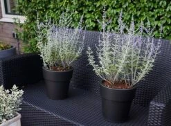 Perovskia Silvery Blue ('Lissvery') (PBR) -plant store pl2000021460 card8 lg