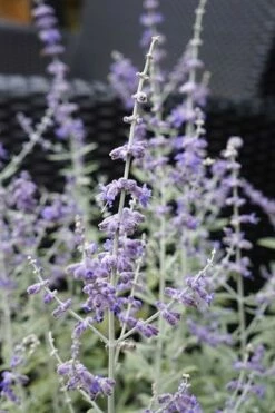 Perovskia Silvery Blue ('Lissvery') (PBR) -plant store pl2000021460 card9 lg
