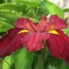 Iris 'Ann Chowning' 1 Iris 'Ann Chowning' -plant store pl2000022069