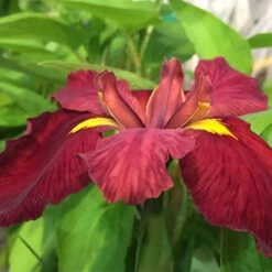 Iris 'Ann Chowning'