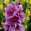 Verbascum 'Sugar Plum' (PBR) -plant store pl2000022082