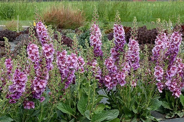 Verbascum 'Sugar Plum' (PBR) 4 Verbascum 'Sugar Plum' (PBR) - Image 2