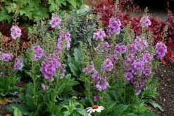 Verbascum 'Sugar Plum' (PBR) 8 Verbascum 'Sugar Plum' (PBR) -plant store pl2000022082 card3 lg