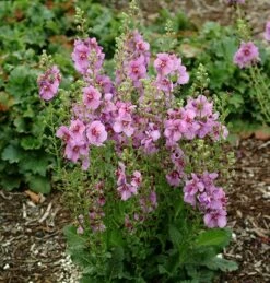 Verbascum 'Sugar Plum' (PBR) 9 Verbascum 'Sugar Plum' (PBR) -plant store pl2000022082 card4 lg