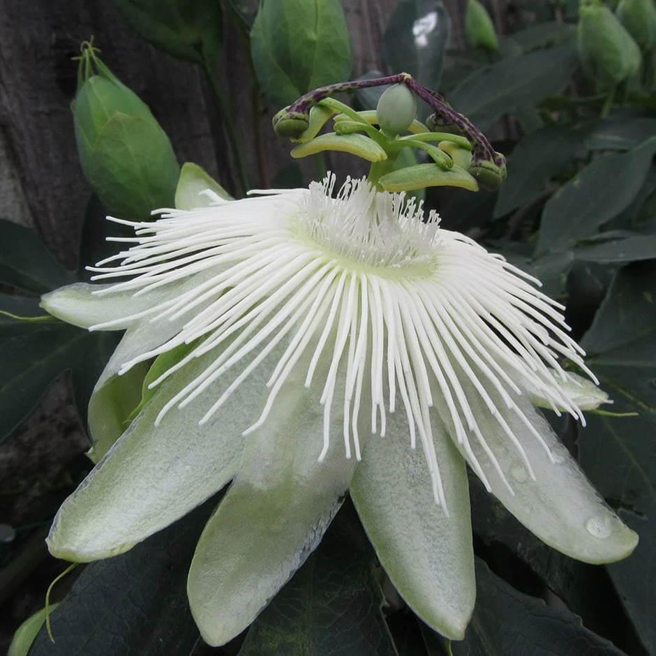 Passiflora 'Snow Queen' 3 Passiflora 'Snow Queen'