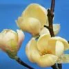 Magnolia Honey Tulip ('Jurmag5') (PBR) 2 Magnolia Honey Tulip ('Jurmag5') (PBR) -plant store pl2000022358