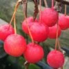 Malus 'Sun Rival' 1 Malus 'Sun Rival' -plant store pl2000022359