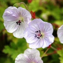 Geranium 'Lilac Ice'