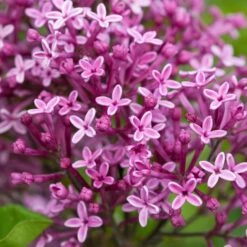Syringa Bloomerang Dark Purple ('Smsjbp7') (PBR)