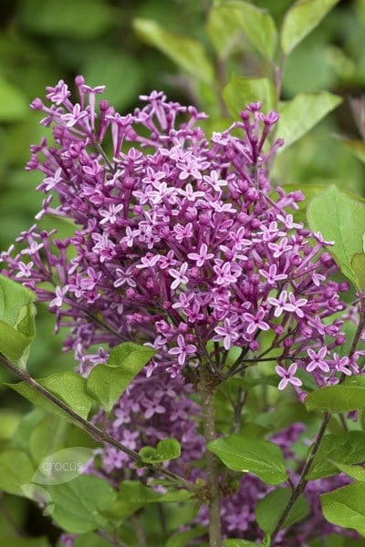 Syringa Bloomerang Dark Purple ('Smsjbp7') (PBR) 4 Syringa Bloomerang Dark Purple ('Smsjbp7') (PBR) - Image 2