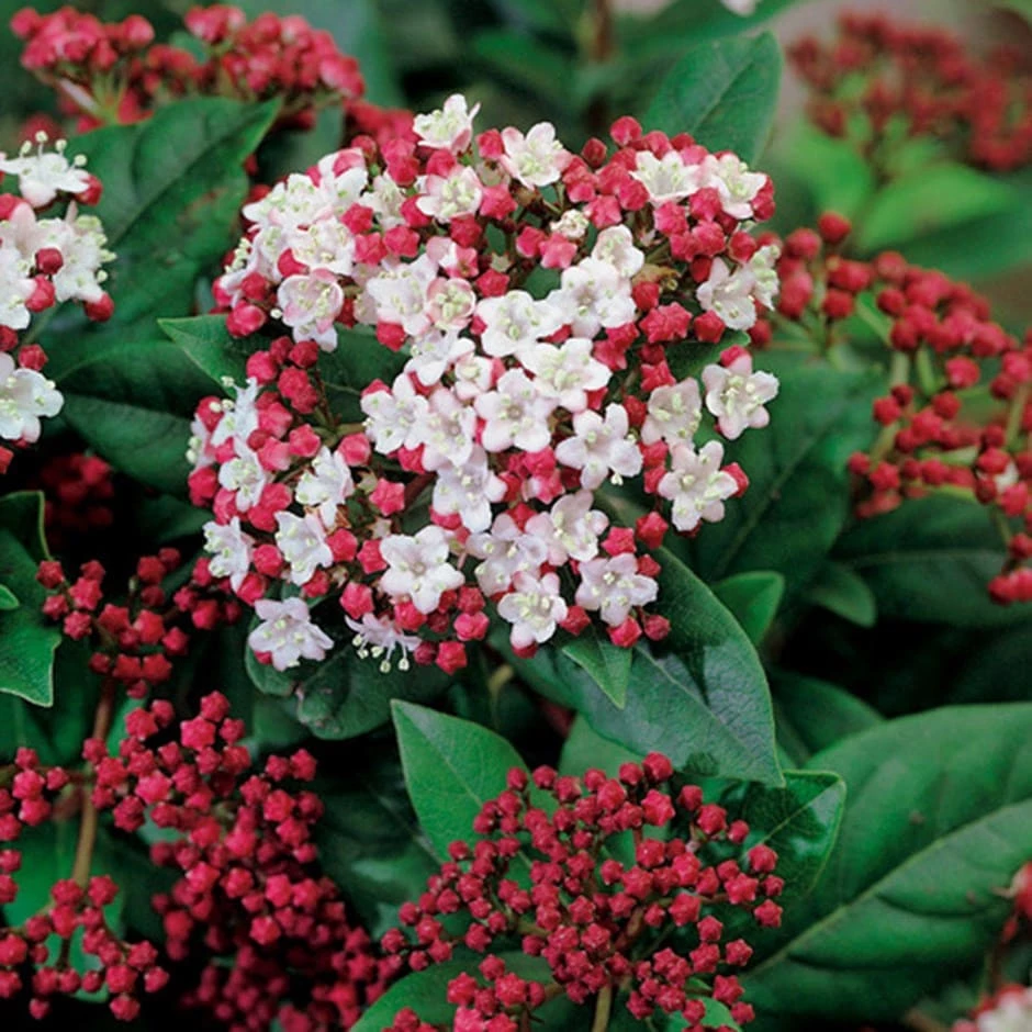 Viburnum Tinus 'Lisarose' (PBR) 3 Viburnum Tinus 'Lisarose' (PBR)