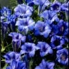 Gentiana Sino-ornata 1 Gentiana Sino-ornata -plant store pl2000022490