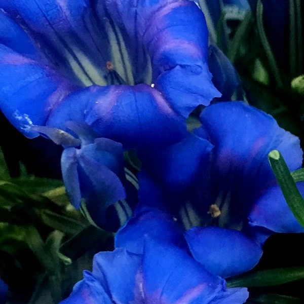 Gentiana Sino-ornata 4 Gentiana Sino-ornata - Image 2