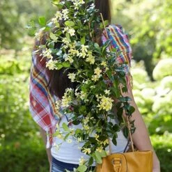 Trachelospermum Jasminoides Star Of Toscana ('Selbra') (PBR) -plant store pl2000022510 card4 lg