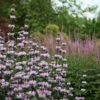 Phlomis Tuberosa 'Amazone' -plant store pl2000022949