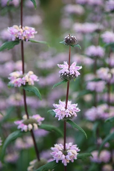 Phlomis Tuberosa 'Amazone' 4 Phlomis Tuberosa 'Amazone' - Image 2