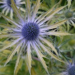 Eryngium × Zabelii 'Neptune's Gold' (PBR)