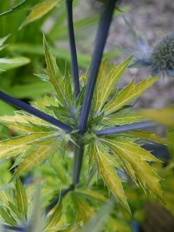 Eryngium × Zabelii 'Neptune's Gold' (PBR) -plant store pl2000022999 card4 lg