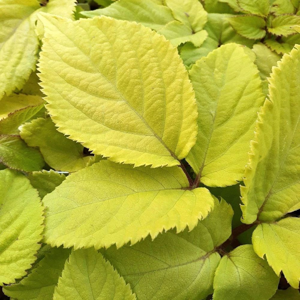 Aralia Cordata 'Sun King' 4 Aralia Cordata 'Sun King' - Image 2